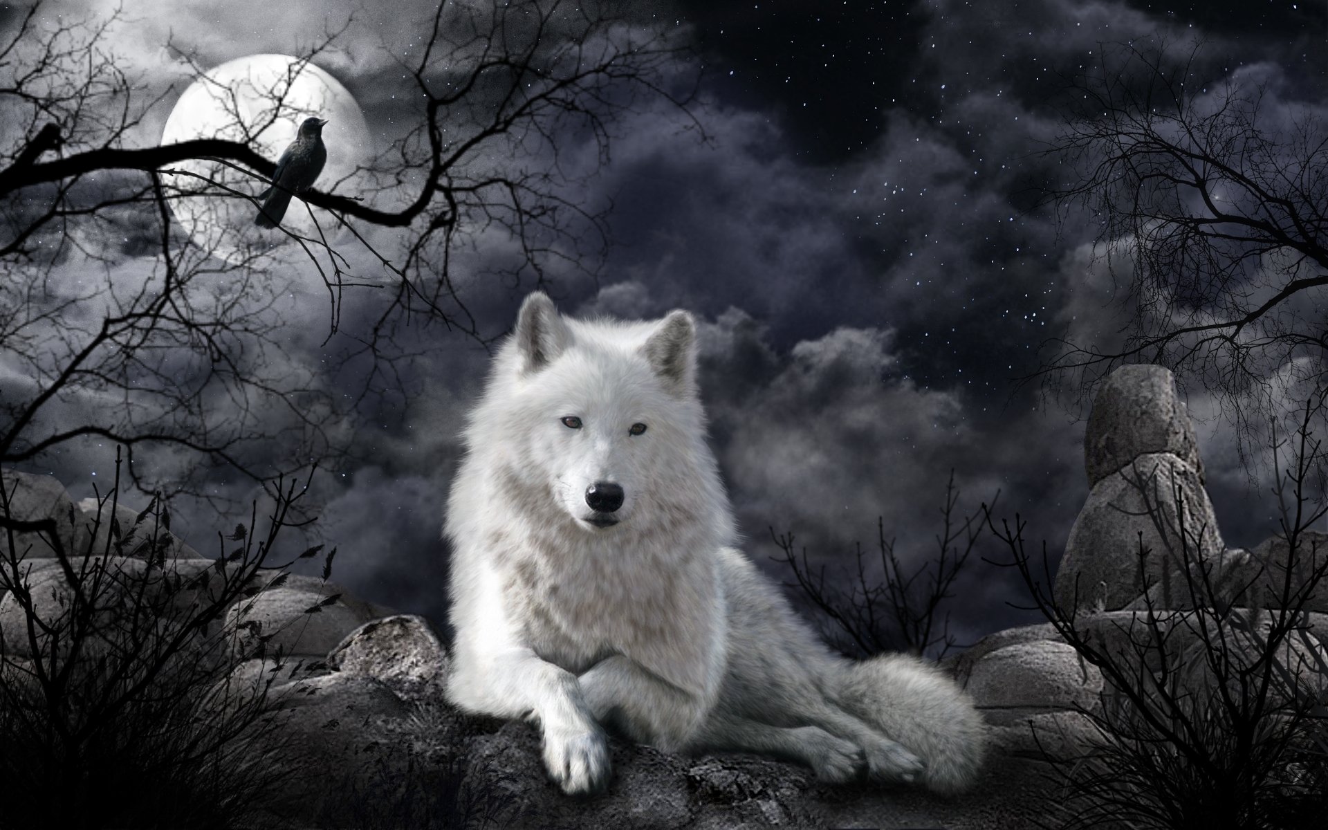 Wolf Wallpaper подборка фото, можно смотреть онлайн бесплатно