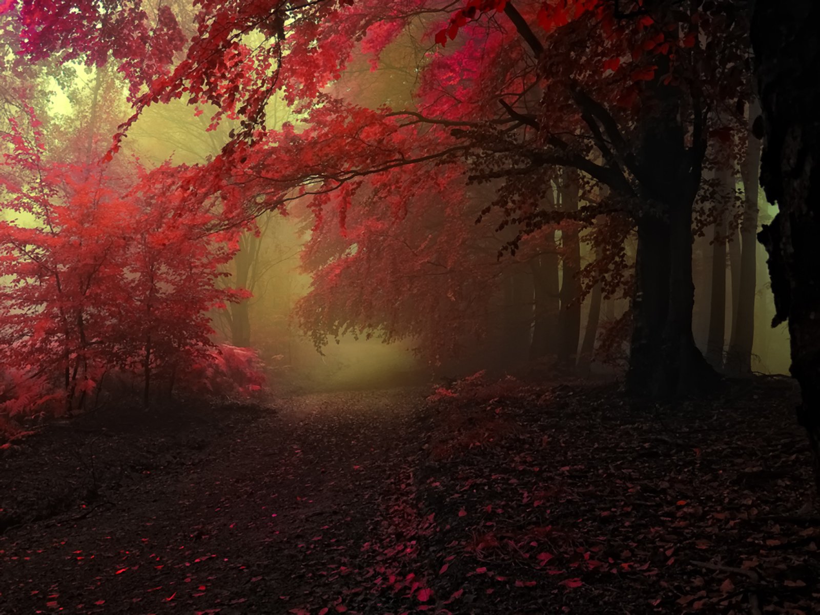 HD PC desktop wallpaper — fall forest path under red-leaved trees, mist and towering trunks in a serene nature scene.