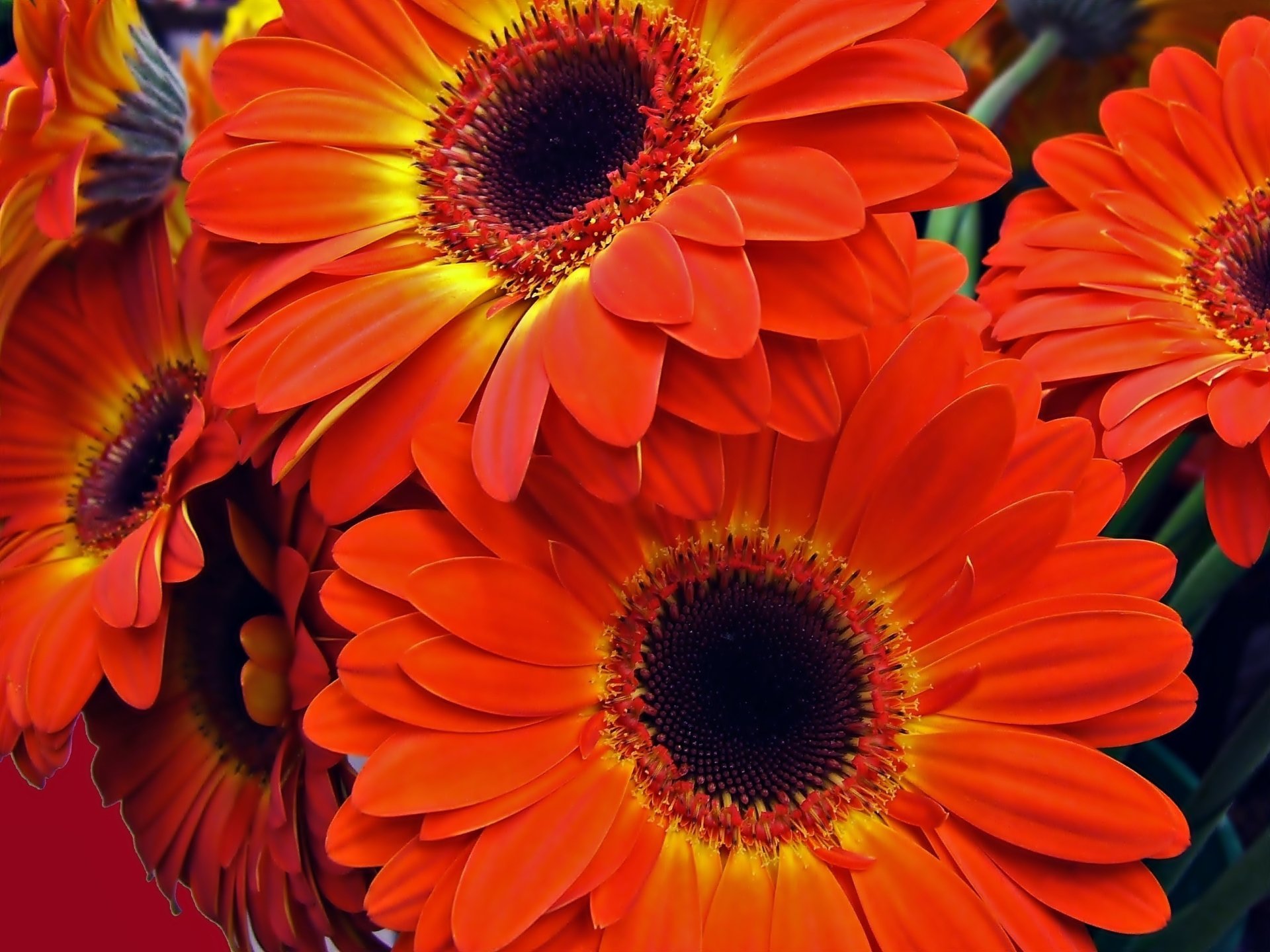 Download Orange Flower Flower Nature Gerbera HD Wallpaper