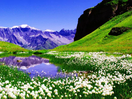HD desktop wallpaper featuring a vibrant spring landscape with blooming white flowers, green hills, a reflective pond, and snow-capped mountains under a clear blue sky.