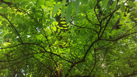 Close-up of vibrant green leaves and twisting branches against a sunlit canopy — 4K Ultra HD PC desktop wallpaper and background.