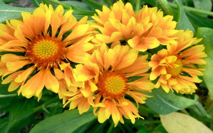  Yellow Gaillardias