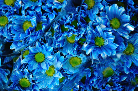  Blue Chrysanthemums