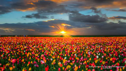 Vibrant tulip field at sunset with a radiant sunburst on the horizon, colorful flowers stretching to the skyline — 2K Quad HD PC desktop wallpaper and background showcasing nature.