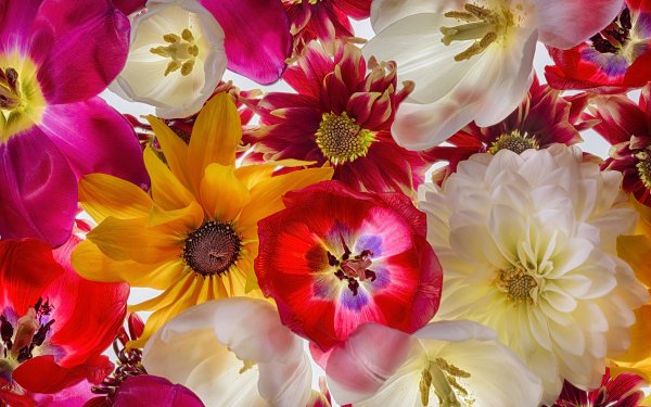 Nature Flower Flowers Colors Colorful HD Wallpaper | Background Image