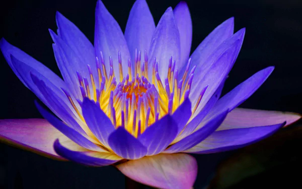  Purple Water Lily