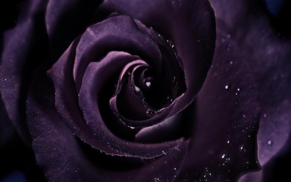 Nature Rose Flowers Purple Flower HD Wallpaper | Background Image