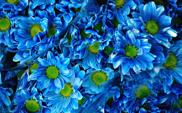  Blue Chrysanthemums