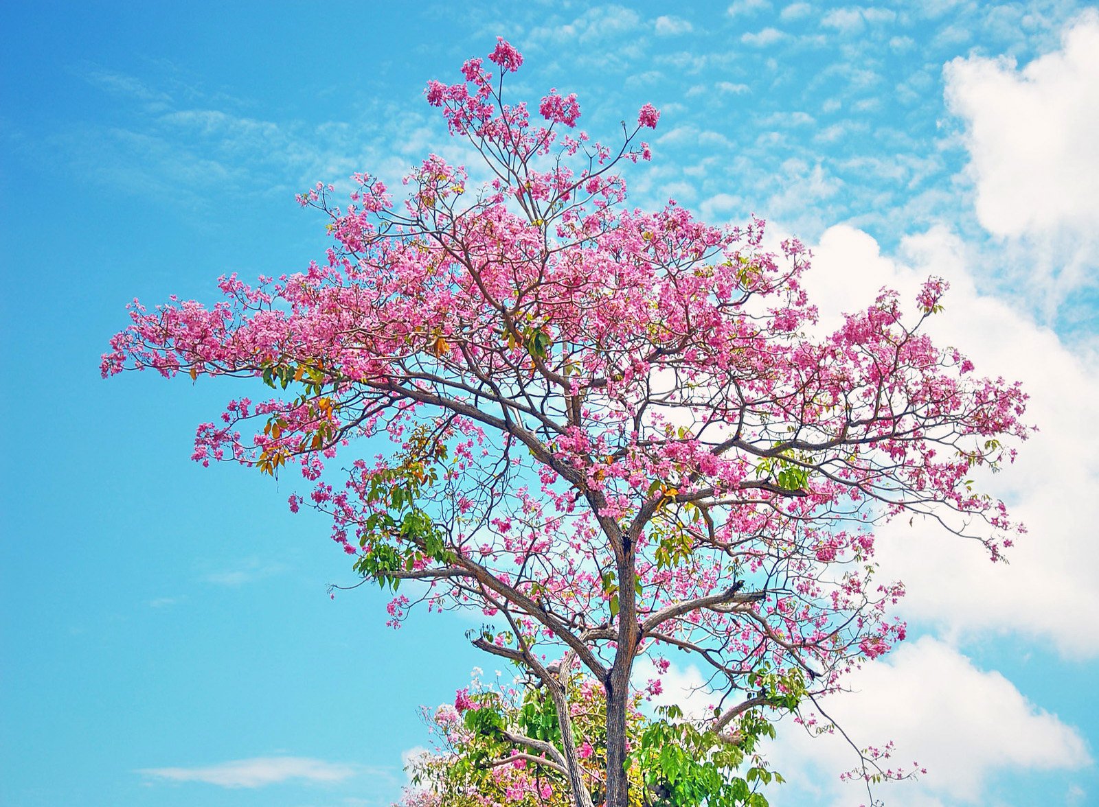 Pink Tree