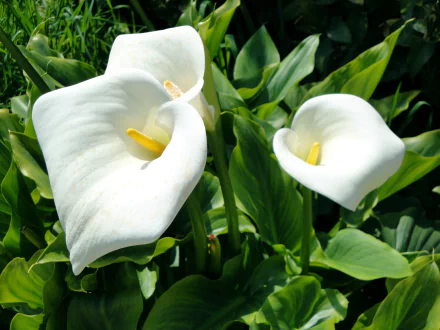 HD PC desktop wallpaper featuring vibrant white calla lily flowers surrounded by lush green leaves in a natural setting.