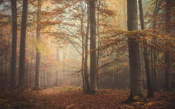 nature forest HD Desktop Wallpaper | Background Image