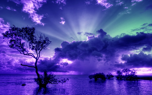Nature Sunset Tree Ocean Sky Purple Horizon HD Wallpaper | Background Image