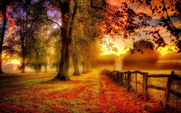 Photography Park Fall Tree Fence Path Leaf HDR Tree-Lined HD Wallpaper | Background Image