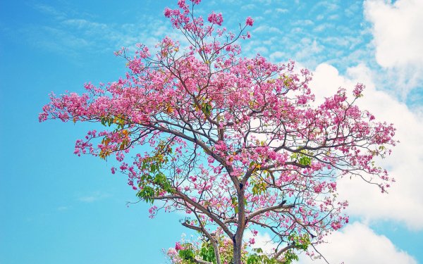 Earth Tree Trees Pink Blossom Spring HD Wallpaper | Background Image