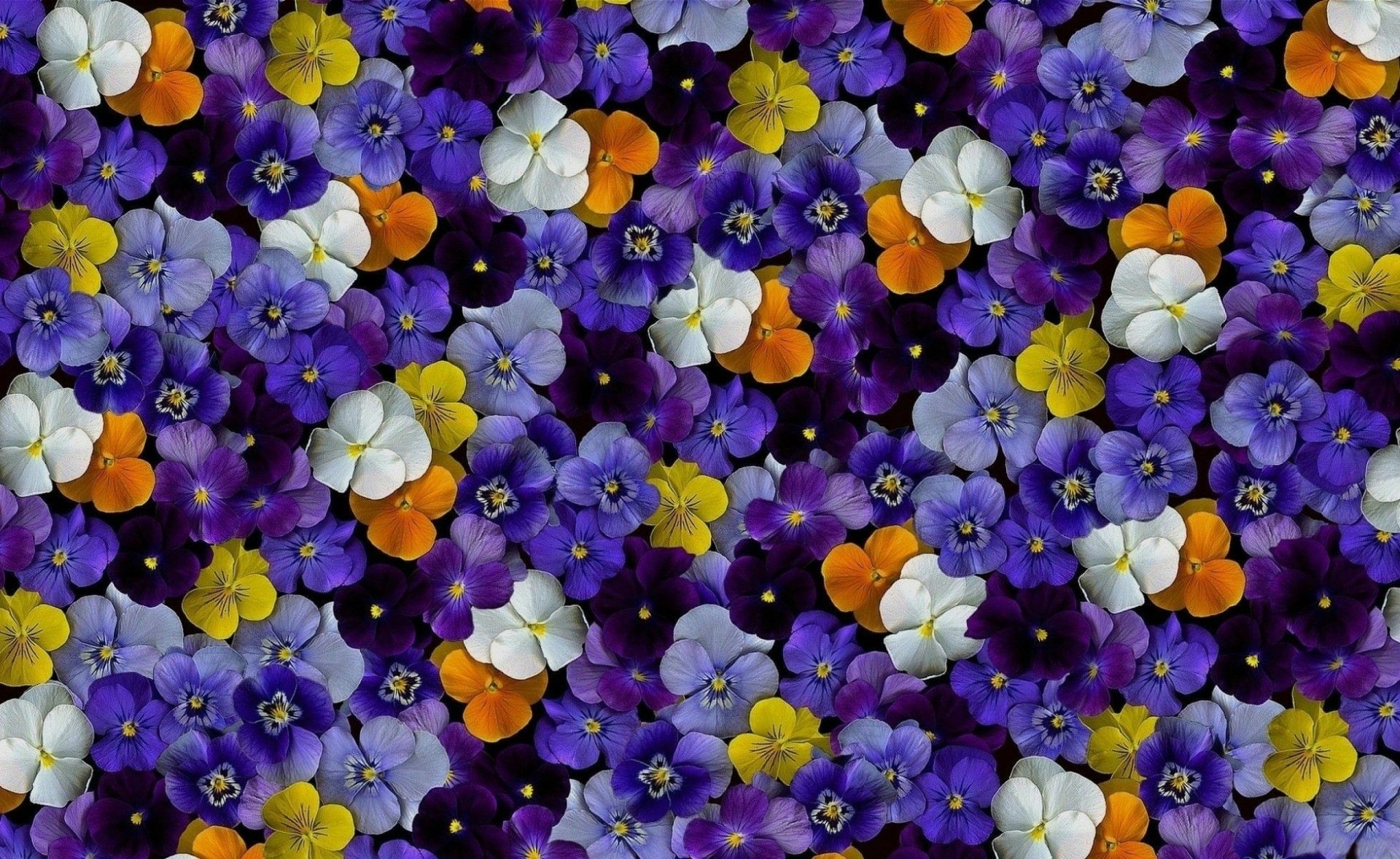Download Colorful Colors Nature Pansy HD Wallpaper