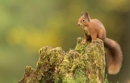 HD PC desktop wallpaper: a red squirrel (rodent) animal perched on a mossy stump against a soft green bokeh background.