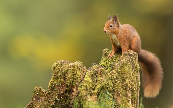 Animal Squirrel Rodent Stump HD Wallpaper | Background Image