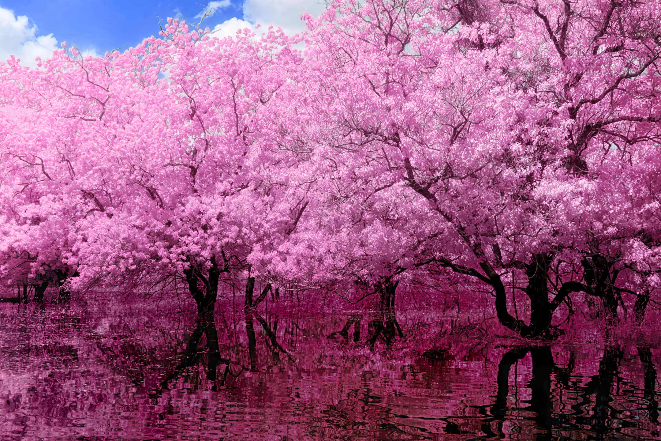 Pink Tree Reflection 高清壁纸 桌面背景 2160x1440 Id Wallpaper Abyss