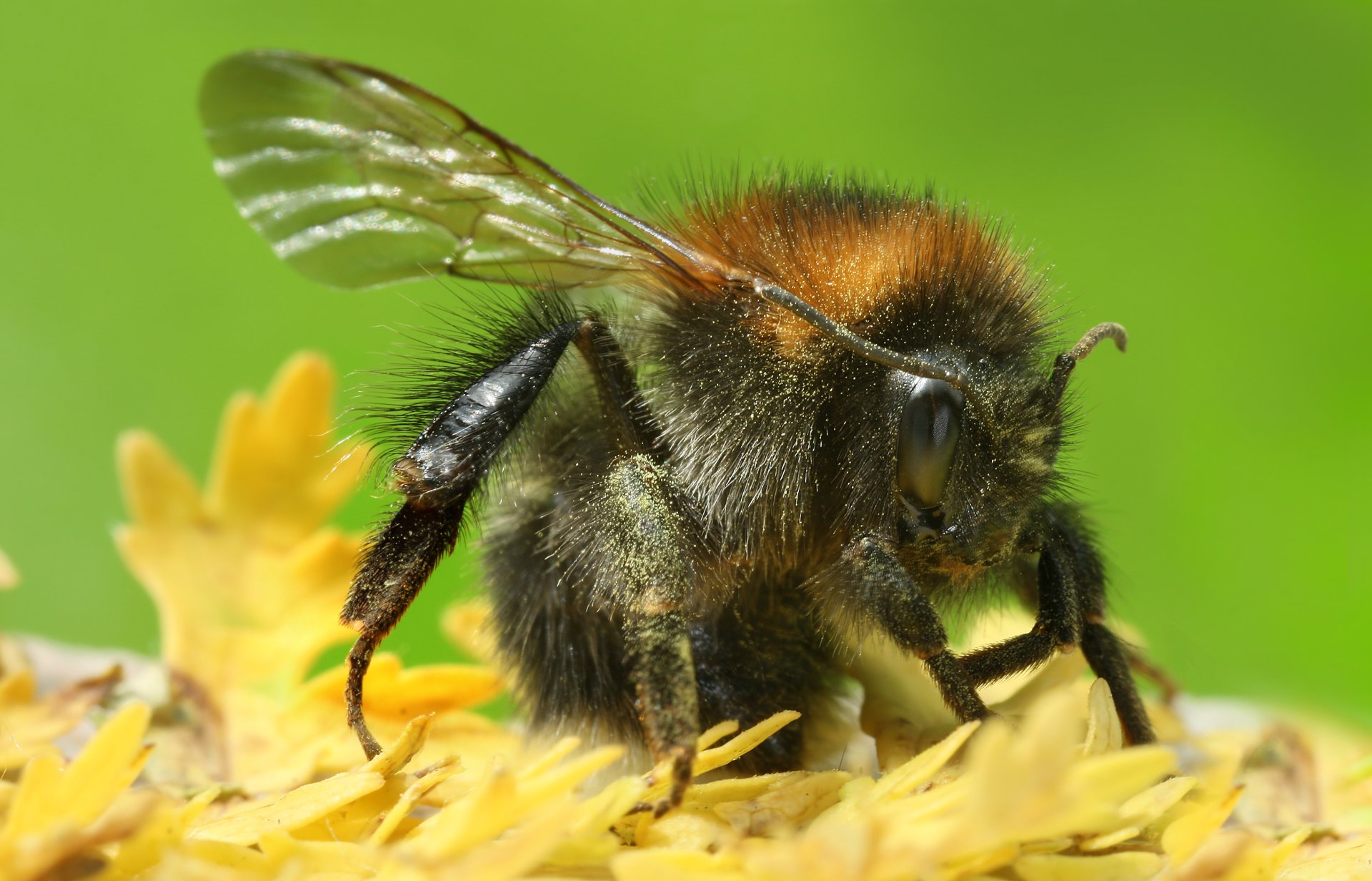 Download Animal Bumblebee HD Wallpaper by Richard Bartz