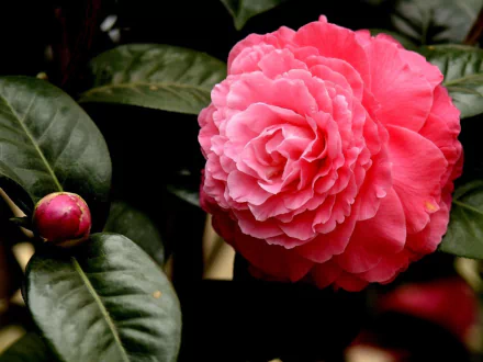  Pink Camellia Bloom