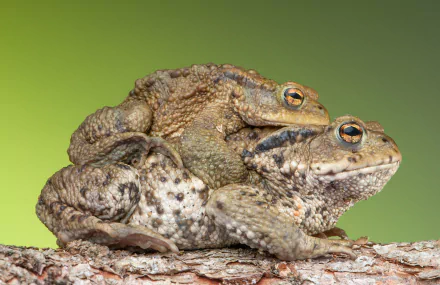 Animal toad HD Desktop Wallpaper | Background Image