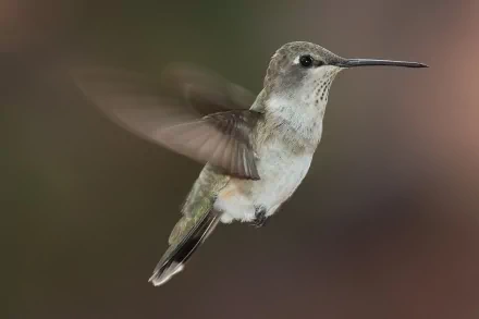 Animal hummingbird HD Desktop Wallpaper | Background Image