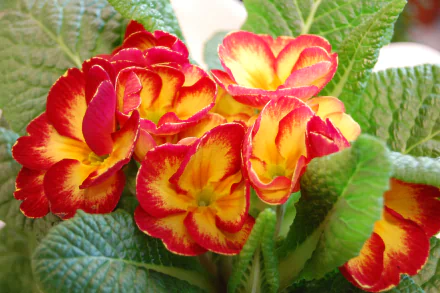 nature primula HD Desktop Wallpaper | Background Image