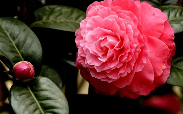HD desktop wallpaper featuring a vibrant pink camellia flower surrounded by dark green leaves in a natural setting.