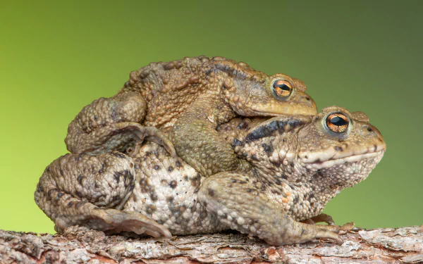 Animal toad HD Desktop Wallpaper | Background Image