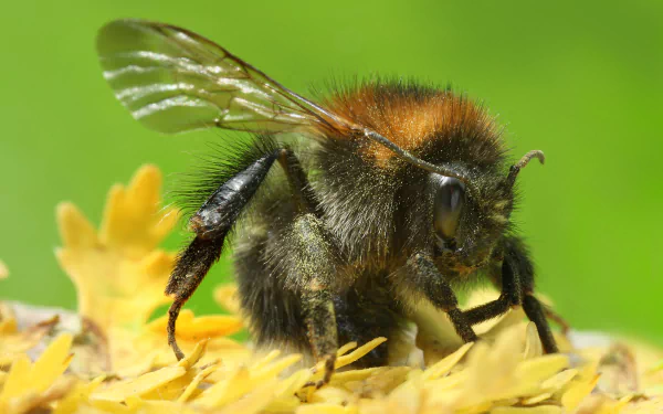 Animal bumblebee HD Desktop Wallpaper | Background Image