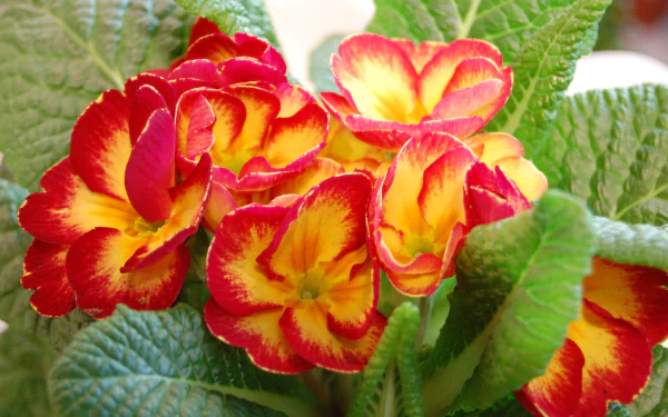 nature primula HD Desktop Wallpaper | Background Image