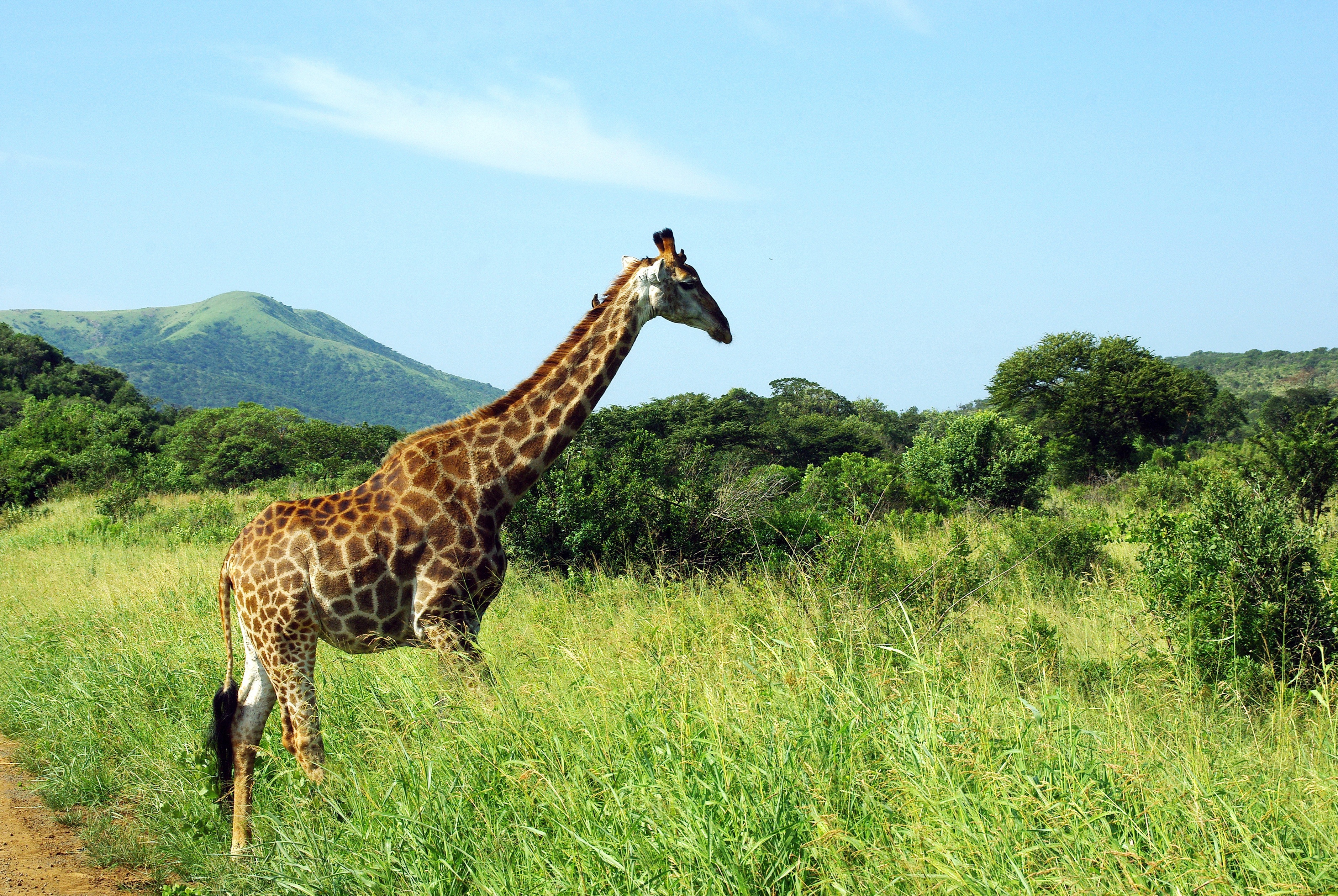 Giraffe in Hluhluwe–Imfolozi Park Africa by DEZALB