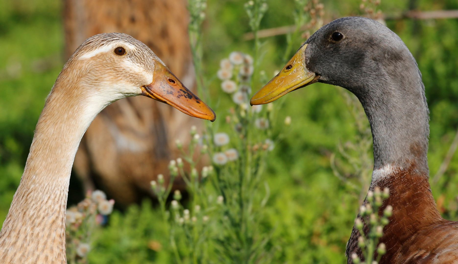 A pair of Indian Runner ducks are seen at a vineyard at the Vergenoegd wine estate near Cape Town, S