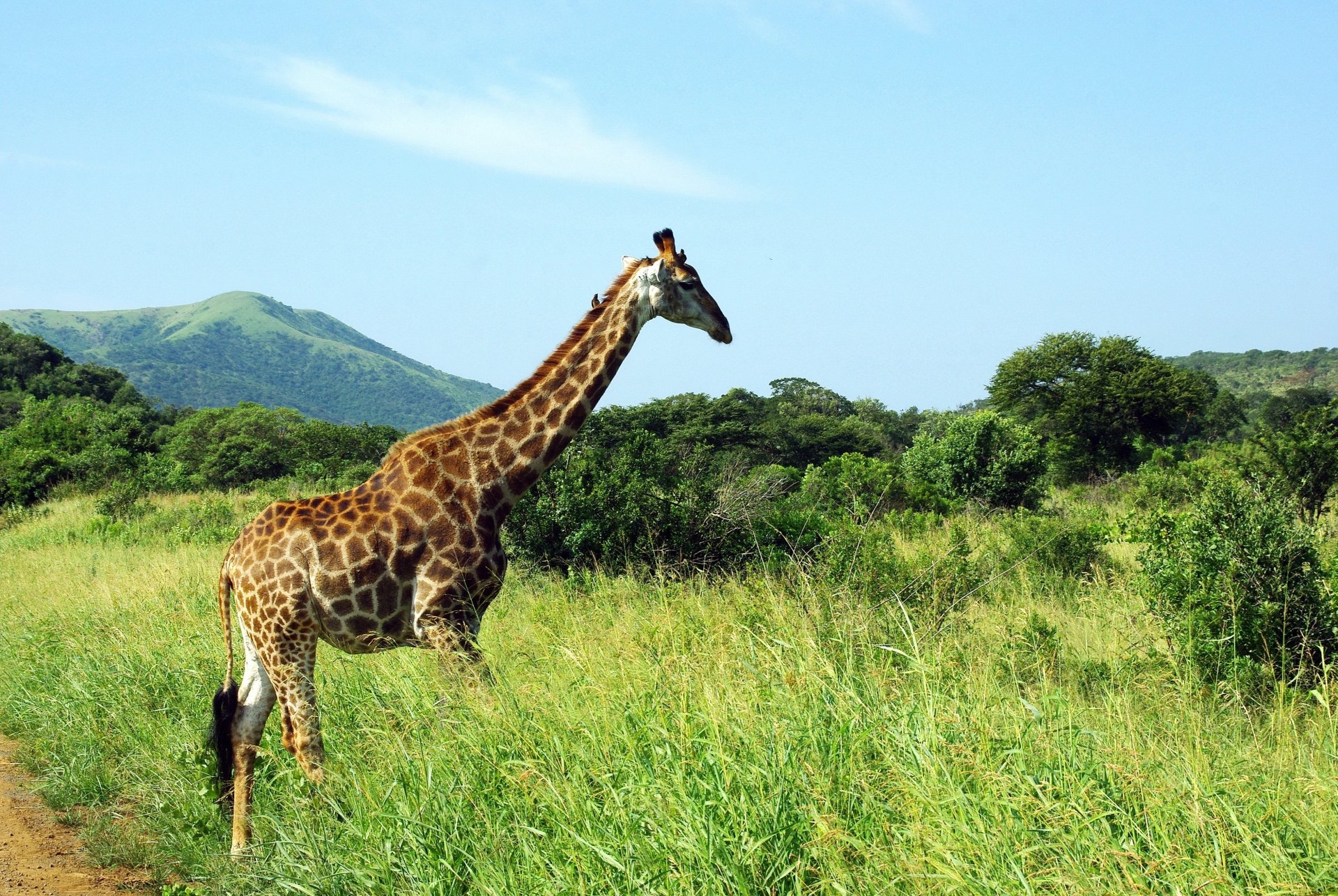 A giraffe stands in the grassy savanna of a national park, with green hills and clear blue sky in the background, captured in HD for a desktop wallpaper.
