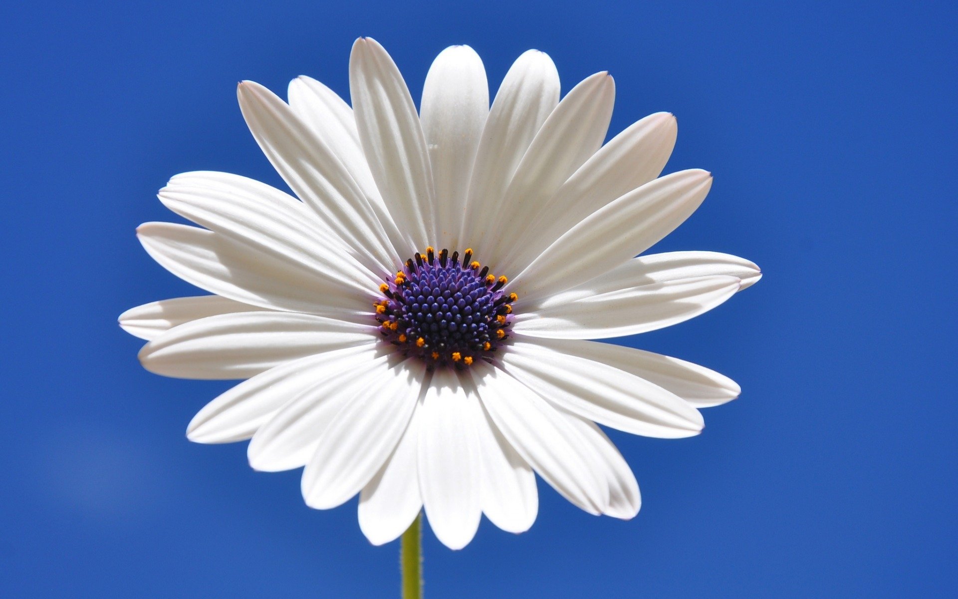 Download White Flower Flower Nature Daisy  HD Wallpaper