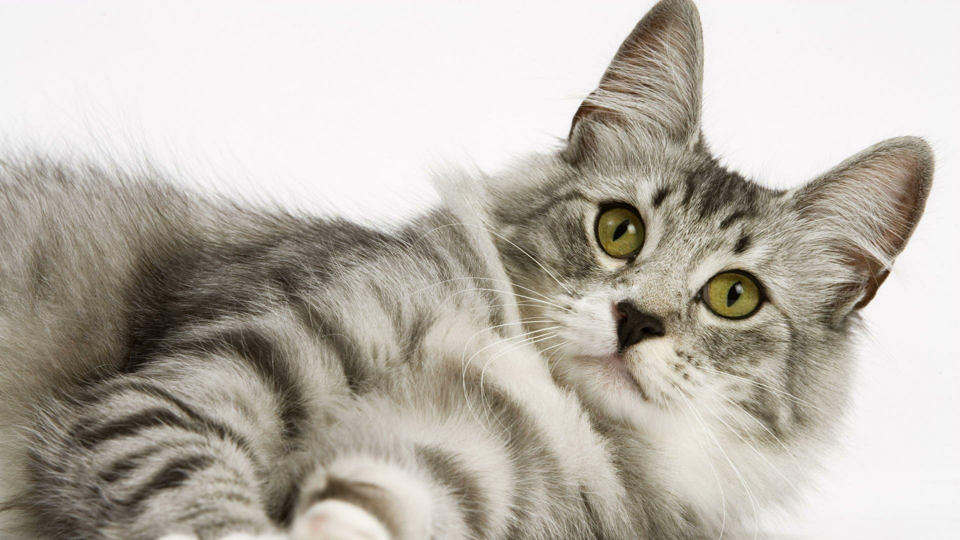 Download Animal Cat HD Wallpaper