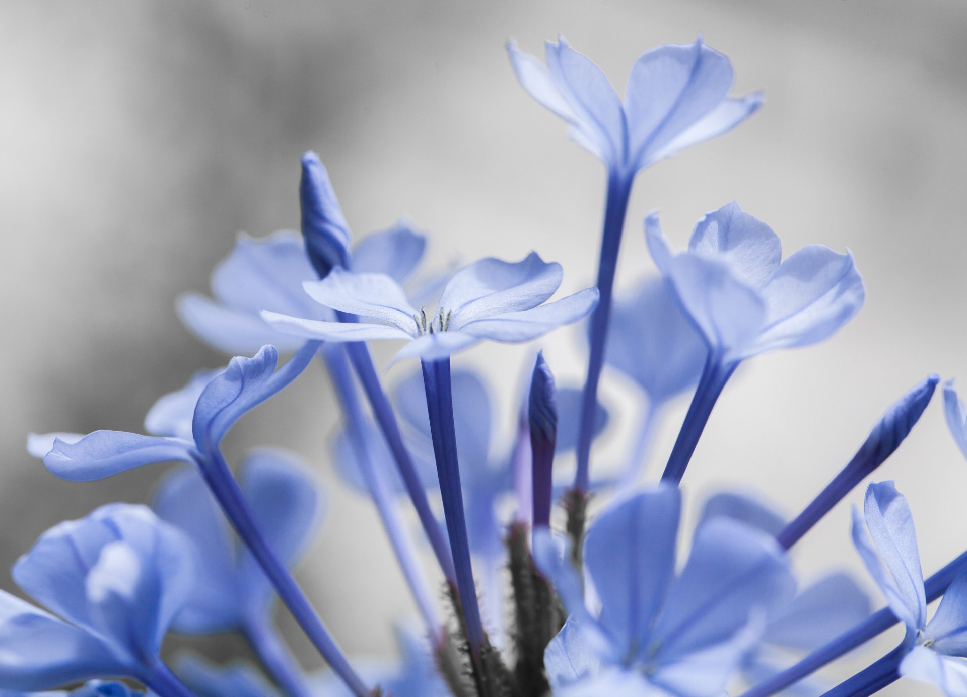 Close-up of delicate blue flowers in soft focus, captured in high definition as a nature-themed PC desktop wallpaper and background.