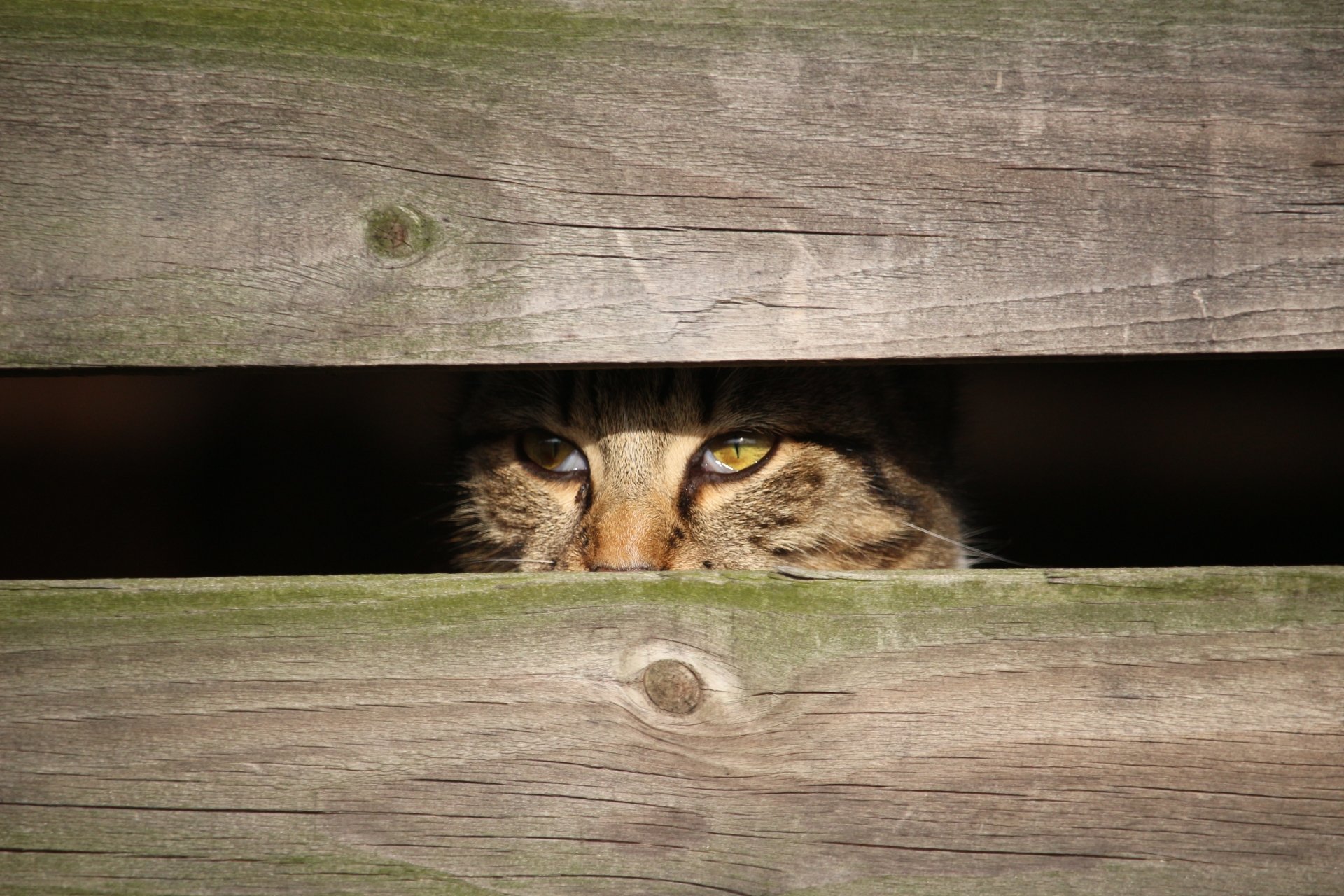 5K Ultra HD desktop wallpaper of a cat peering through a wooden fence, intense stare and golden eyes visible between slats — animal portrait background.