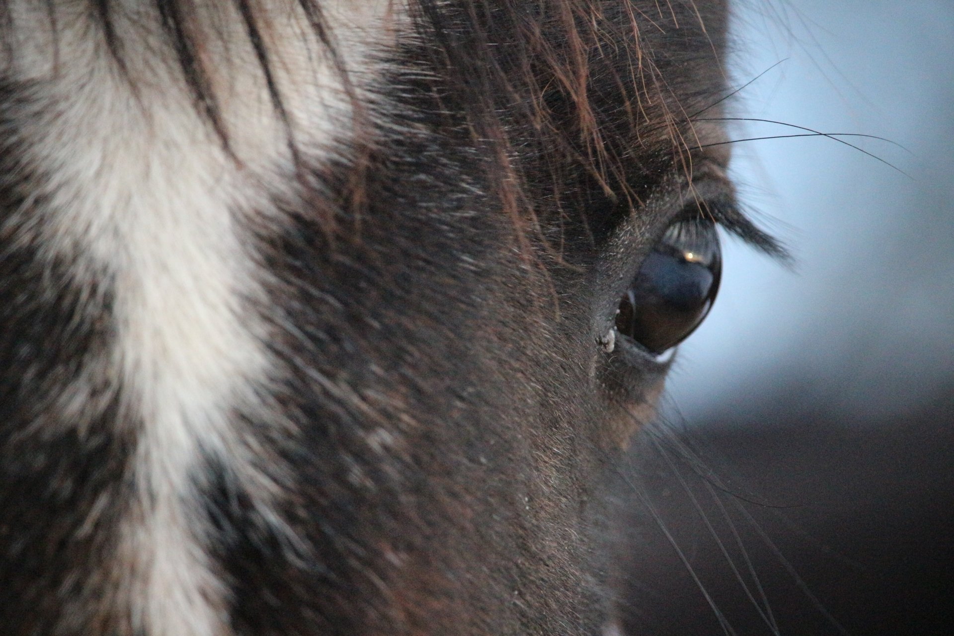 Close-up 4K Ultra HD image of a horse’s eye and textured fur, captured in high detail for a stunning PC desktop wallpaper background.