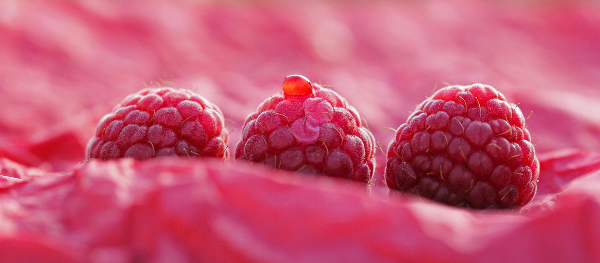 Food Raspberry HD Wallpaper