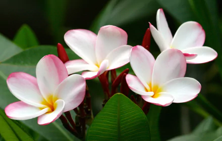 Frangipani, Plumeria by Aloha_Mahalo