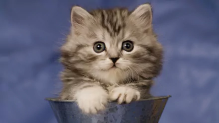  Cute Kitten