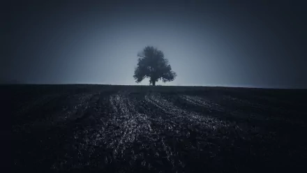 nature lonely tree field tree HD Desktop Wallpaper | Background Image