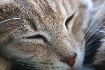 muzzle sleeping Animal cat HD Desktop Wallpaper | Background Image
