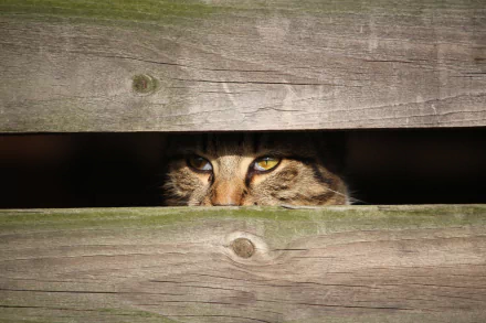 5K Ultra HD desktop wallpaper of a cat peering through a wooden fence, intense stare and golden eyes visible between slats — animal portrait background.