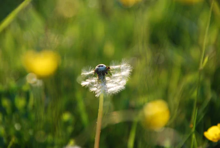 nature bokeh summer dandelion HD Desktop Wallpaper | Background Image