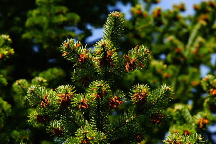 pine nature tree HD Desktop Wallpaper | Background Image