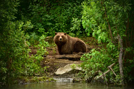 brown bear Animal bear HD Desktop Wallpaper | Background Image