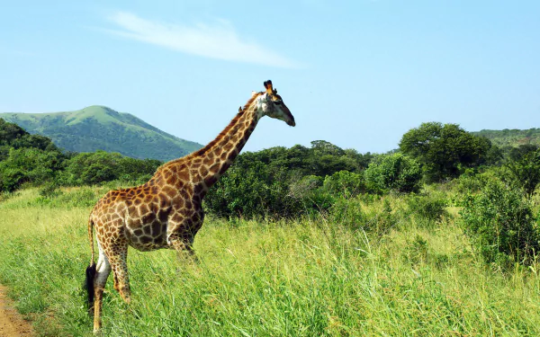 A giraffe stands in the grassy savanna of a national park, with green hills and clear blue sky in the background, captured in HD for a desktop wallpaper.