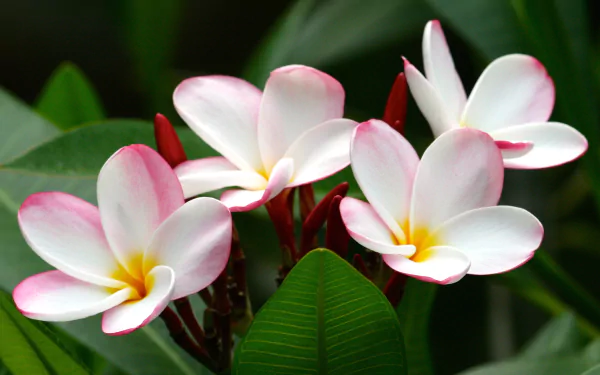  Frangipani, Plumeria by Aloha_Mahalo